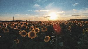 Fotografie realizată de Mihai